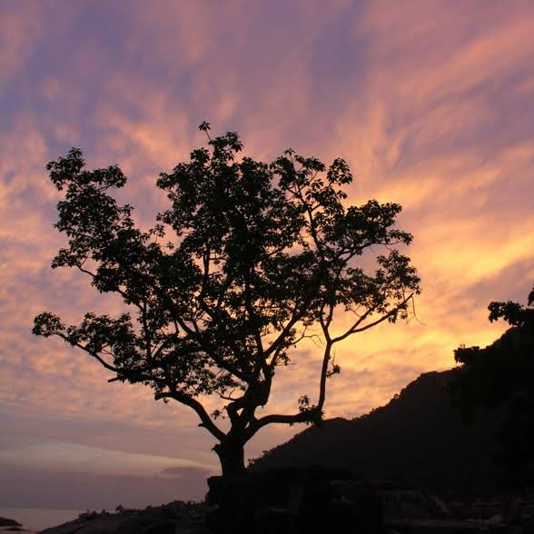 Langkawi Enchanted Rainforest Night Tour